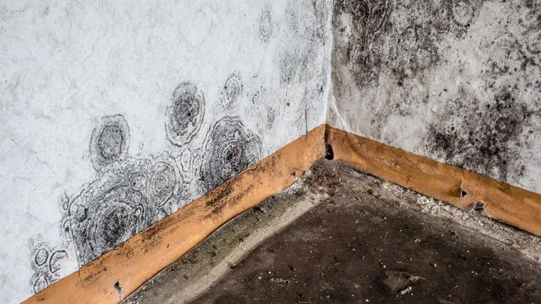 Schimmelpilzbekämpfung Schimmelpilzbekämpfung